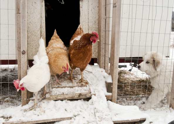 Our chickens on a snowy day coming out of the coop.